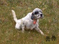 Setter Anglais SAPHIR DU CLOS SAINTE CATHERINE Setter Anglais SAPHIR DU CLOS SAINTE CATHERINE